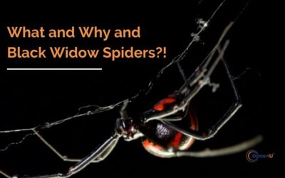 What and Why and Black Widow Spiders?!